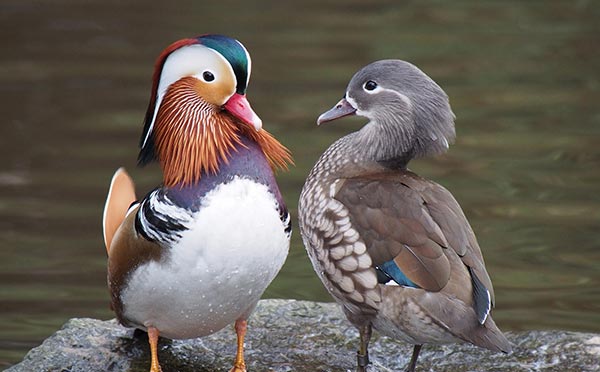 Student Questions: Bird Gender and Bad Karma