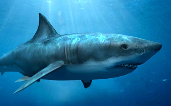 Megalodon Myths