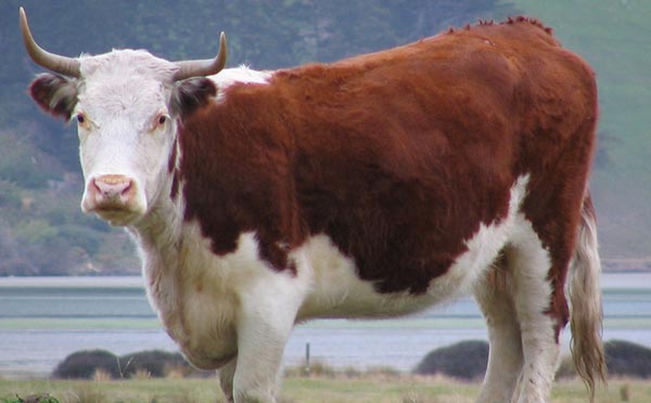 Antibiotics and Hormones in Beef