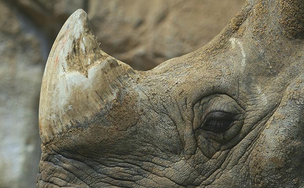 Rhino Horn: Cure or Curse?