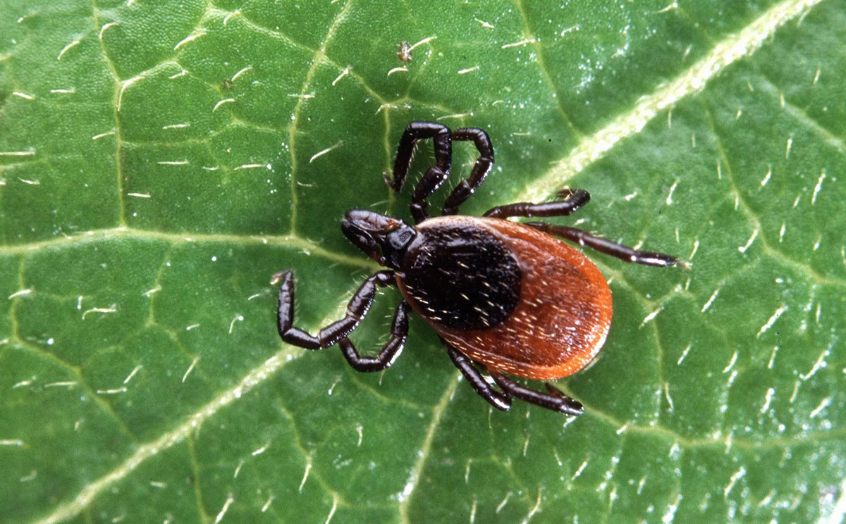 Diagnosing Chronic Lyme Disease